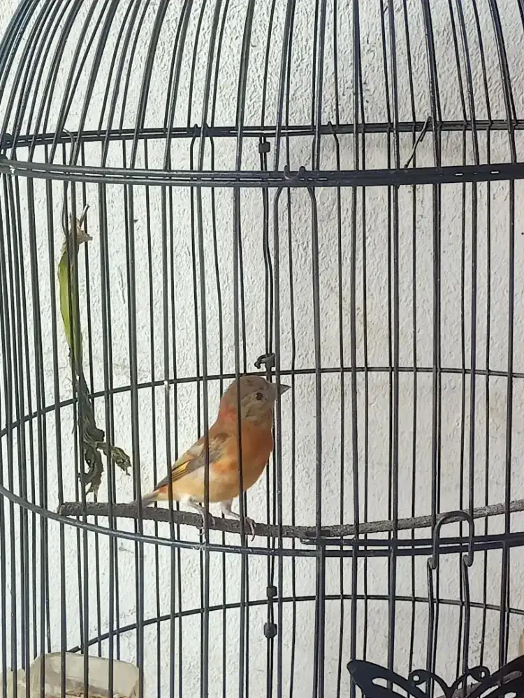 Red siskin paud pedes