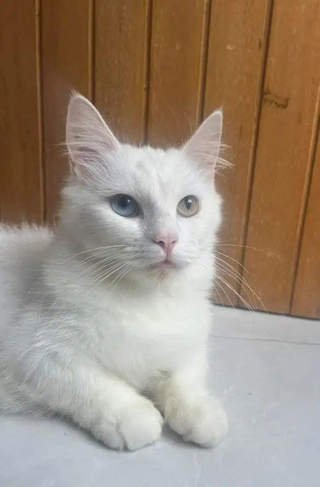 Kucing Munchkin Betina