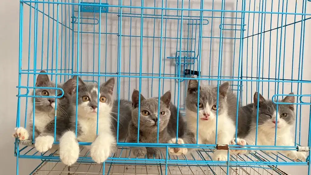 Kitten BSH 1 Jantan Dan 4 Betina