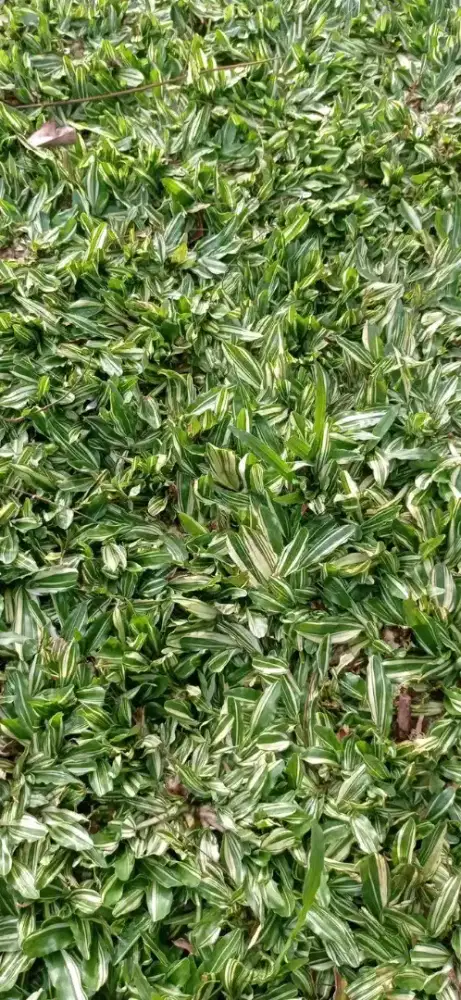 Jual rumput hias gajah mini rumput hias varigata