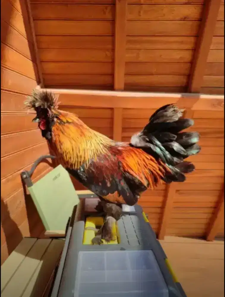 Ayam Kate Jambul