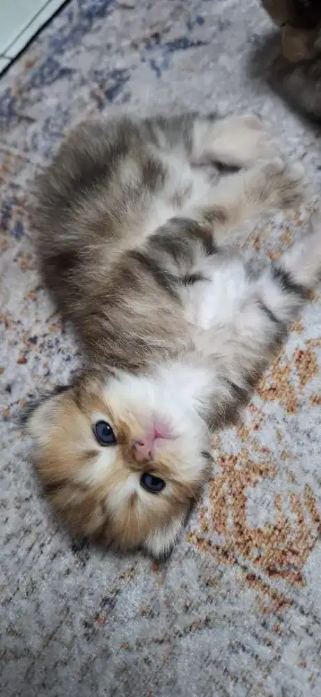 Kucing bsh golden