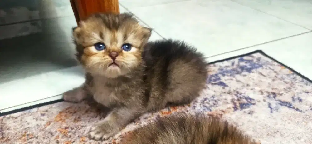 Kucing bsh golden black pure non ped