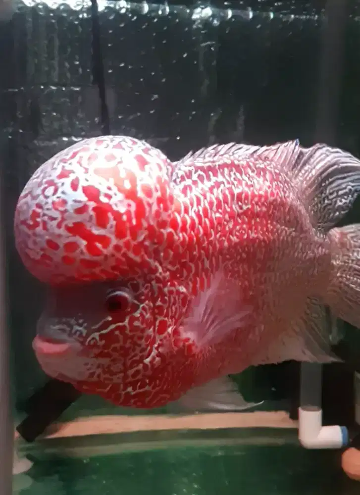 Ikan louhan cencu