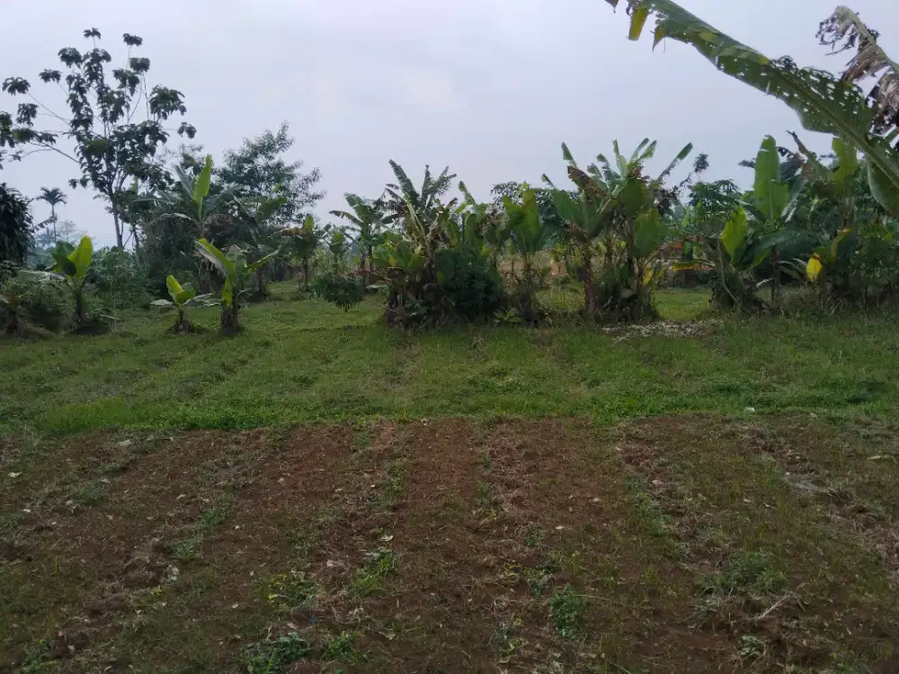 kebun lahan pertanian lokasi datar harga murah