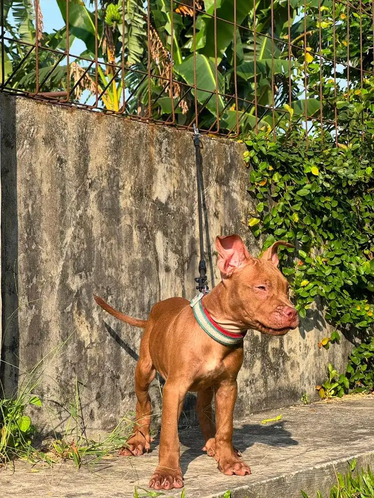 pitbull 3,5 bulan