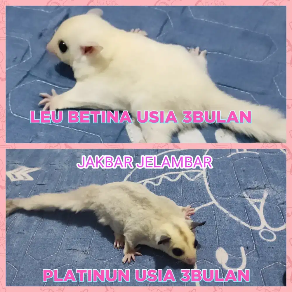 SUGAR GLIDER. INDUKAN LEU DAN TPM