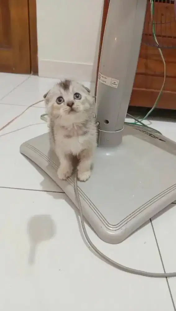 Scottish fold jantan 2 bulan