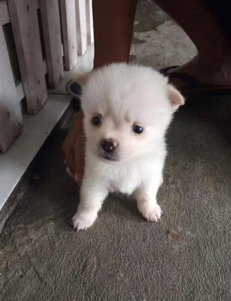jual anjing pom mix poodle
