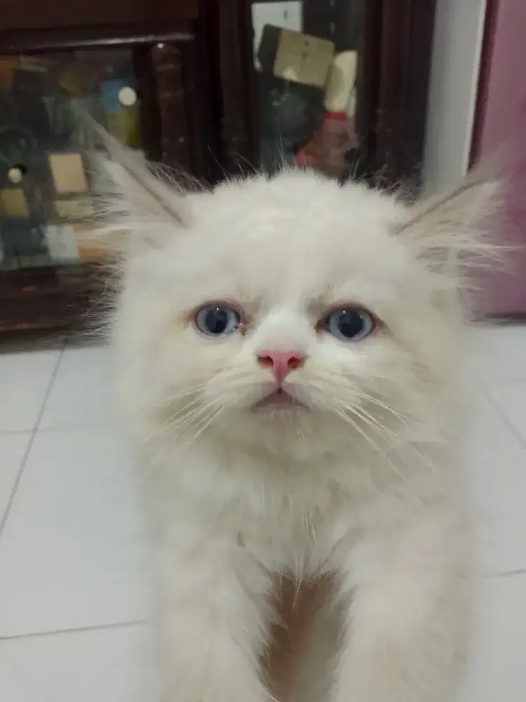 Kucing Persia flatnose