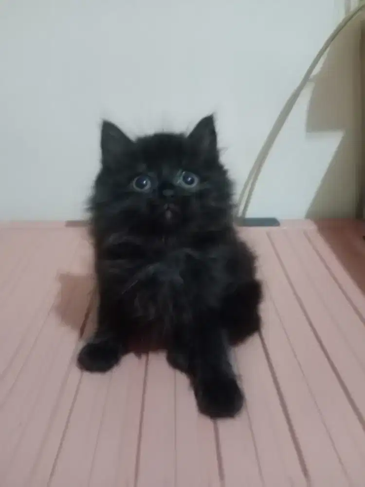 Persia kitten black