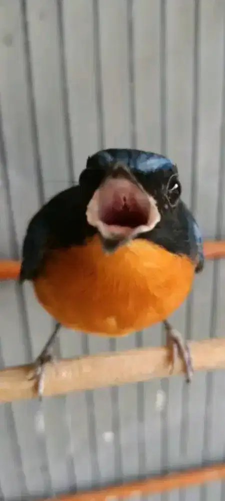Burung tlendekan gunung pastol super mulus