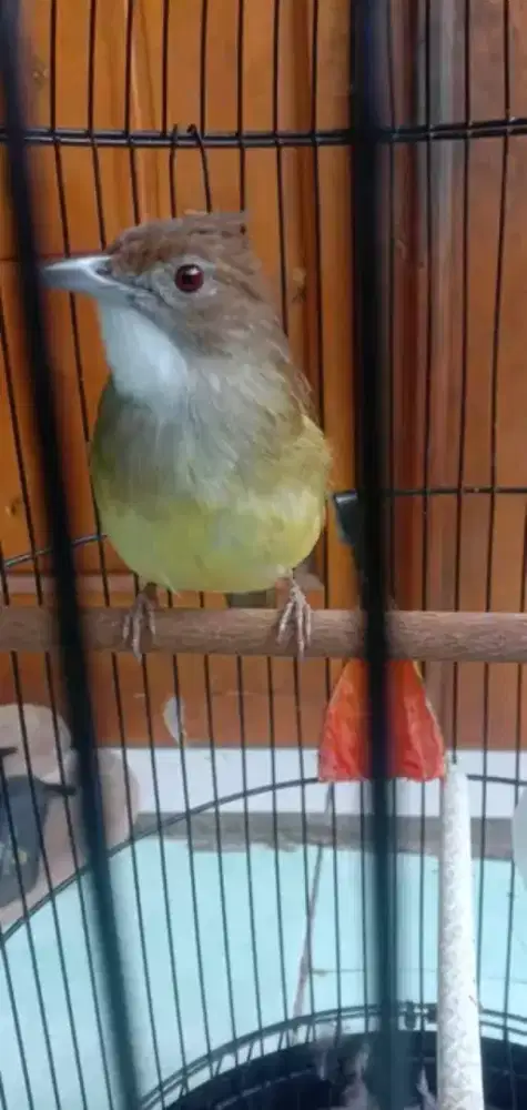 Burung cucak jenggot jawa barat super mulus