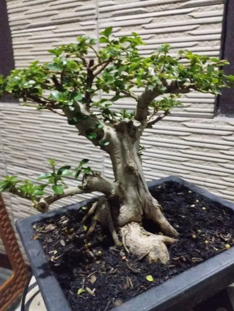 BONSAI Mini Sancang