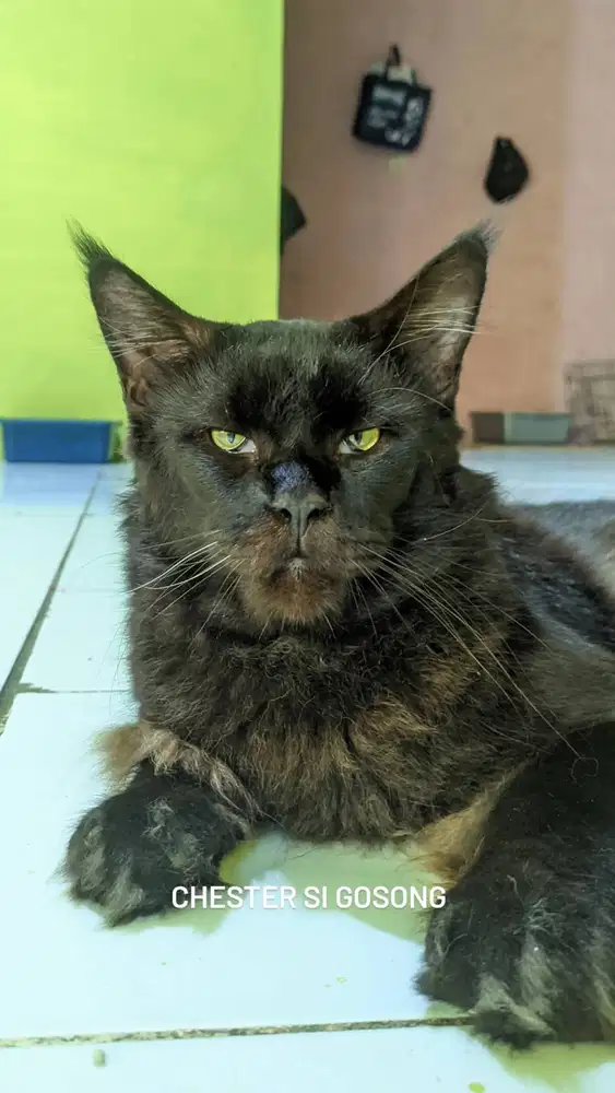 Pacak kucing Mainecoon