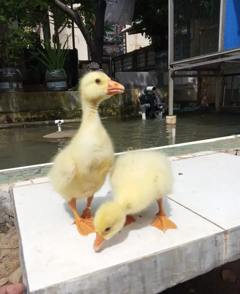 Sepasang anak soang angsa