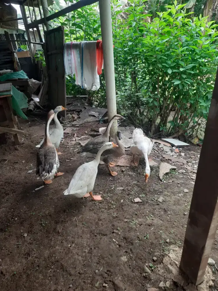 Sepasang soang indukan