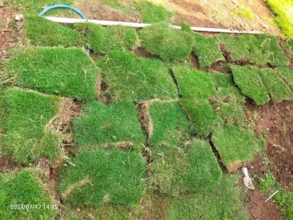 Rumput jepang | Harga Proyek