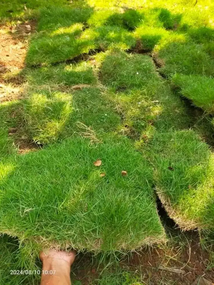 Rumput jepang | Harga Proyek