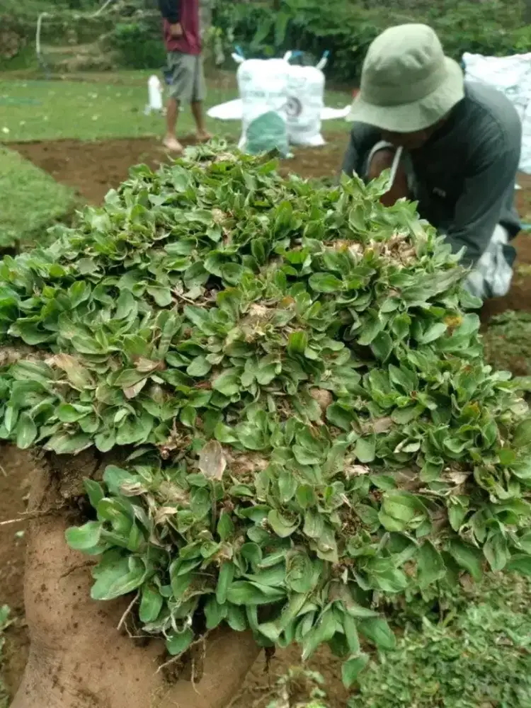 Rumput Gajah Mini| Harga Proyek