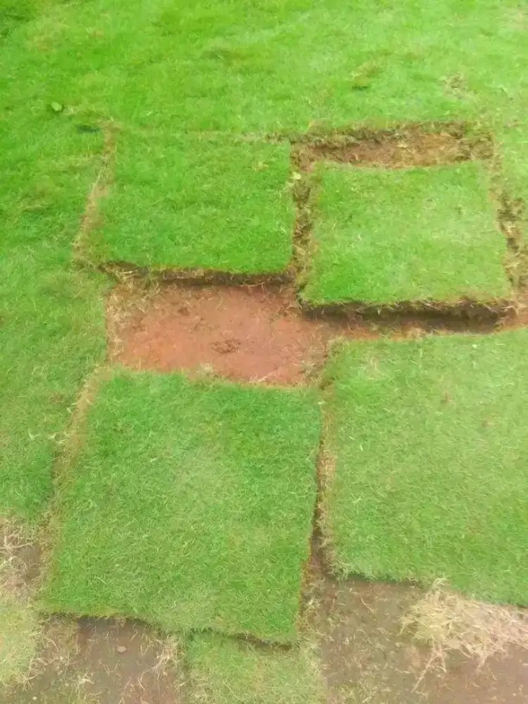 Rumput jepang | Harga Proyek