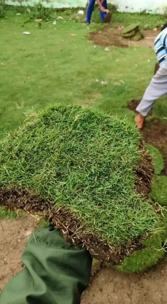 Rumput jepang | Harga Proyek