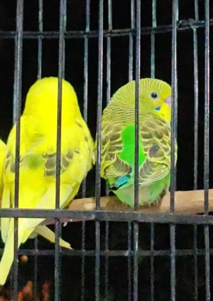 Parkit lokal sehat no minus dewasa