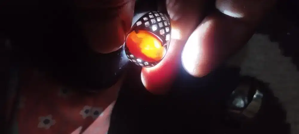 Red arwana dr kapuas asli..