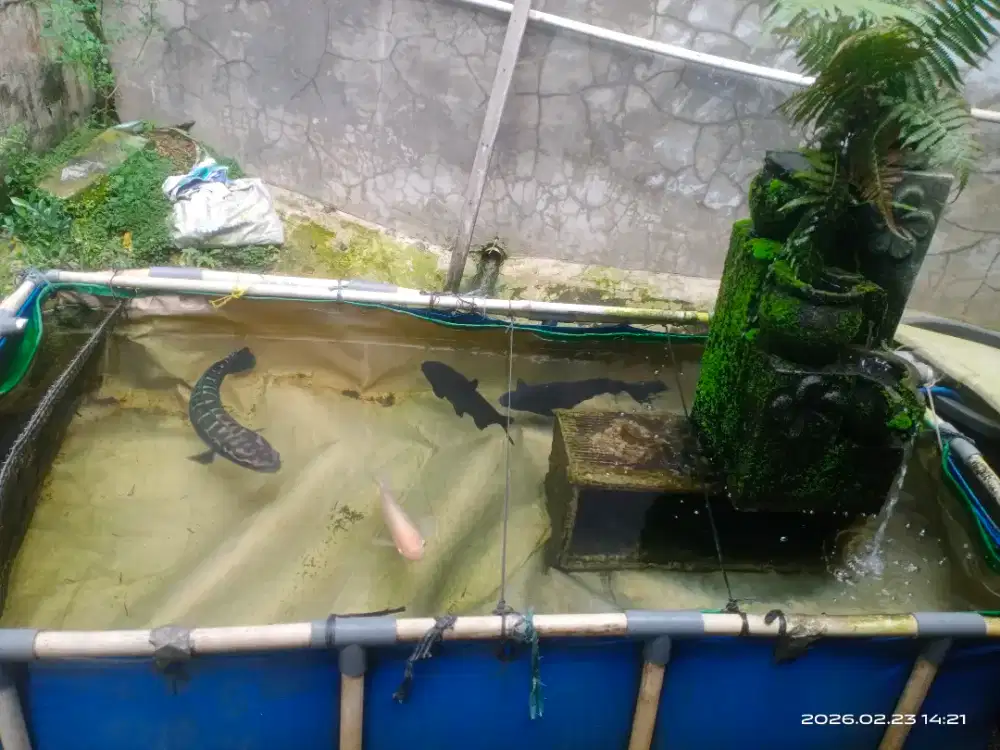 Jual kolam terpal 2m x 1m full set + ikan jumbo 3 ekor pacu 2,gurame 1
