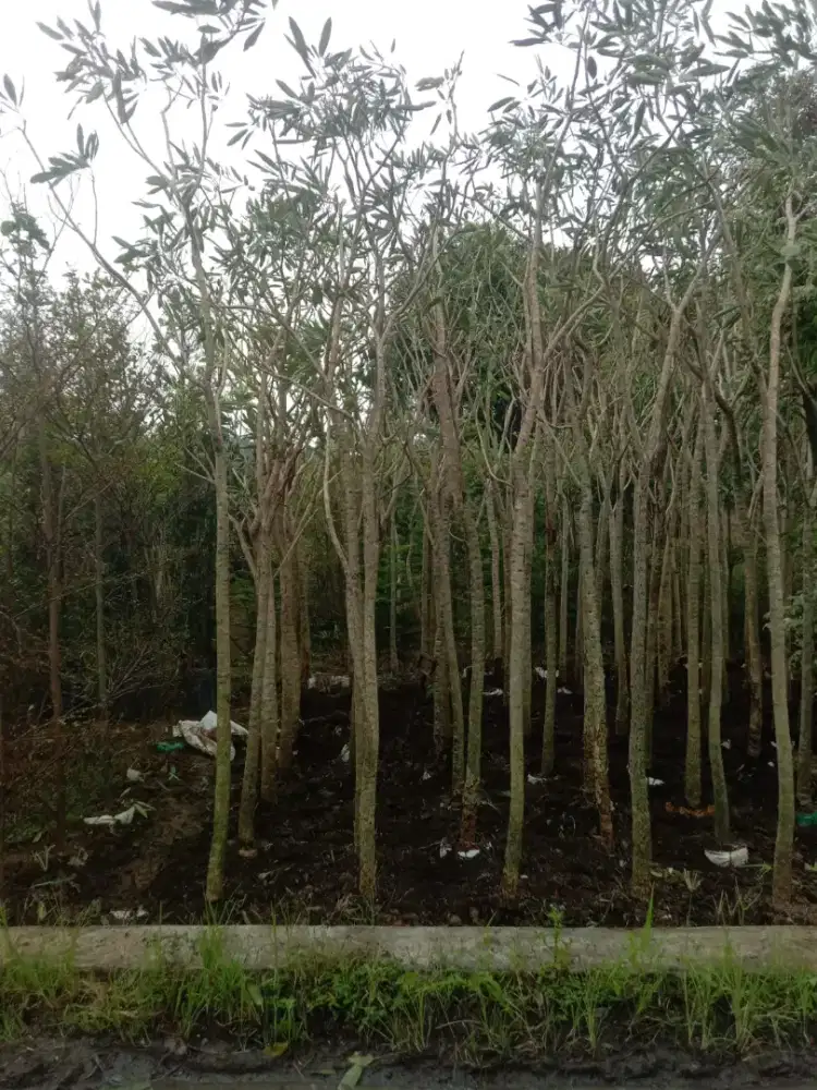 Pohon Tabebuya Bunga kuning