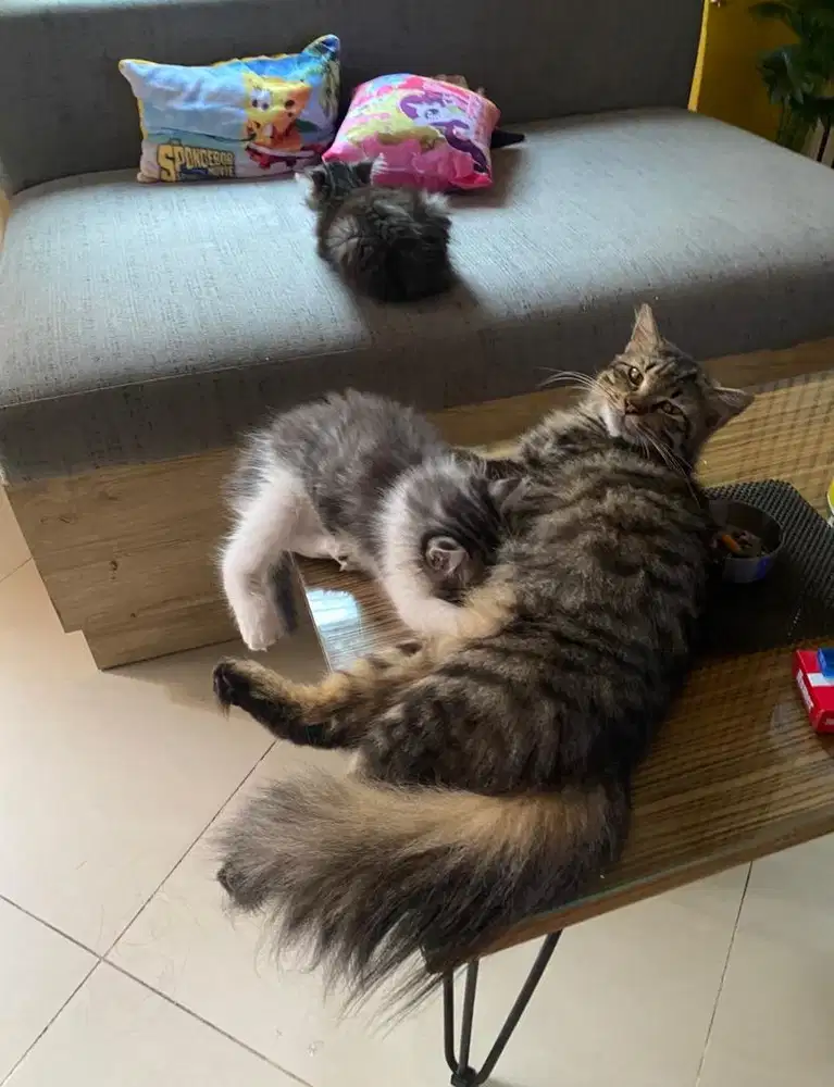 Kitten mixed Persia