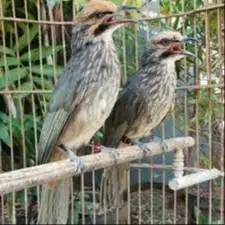 Indukan Legend n Kicaw Study Breeding