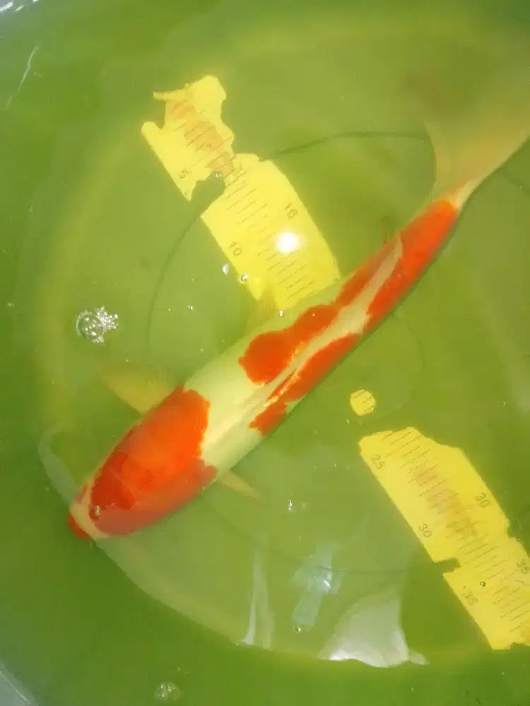 Ikan koi jenis Kohaku Doitsu 36cm