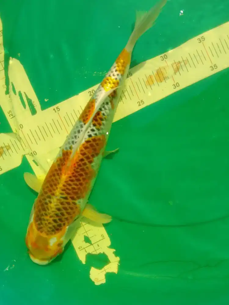 Ikan koi jenis Kujaku 37cm