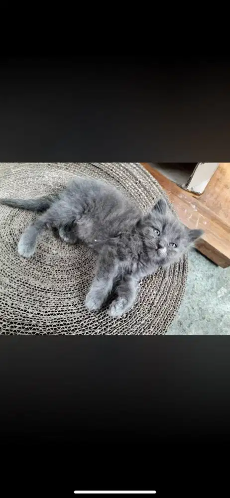 Kitten persia flatnose betina