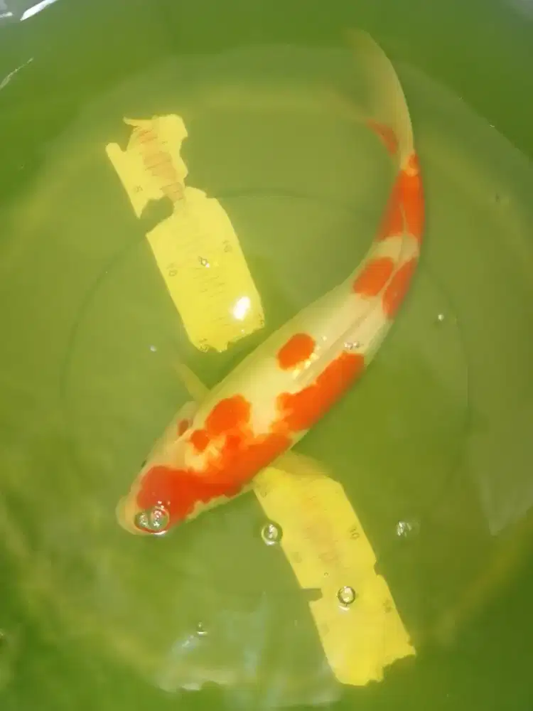 Ikan koi jenis Kohaku Doitsu 36cm