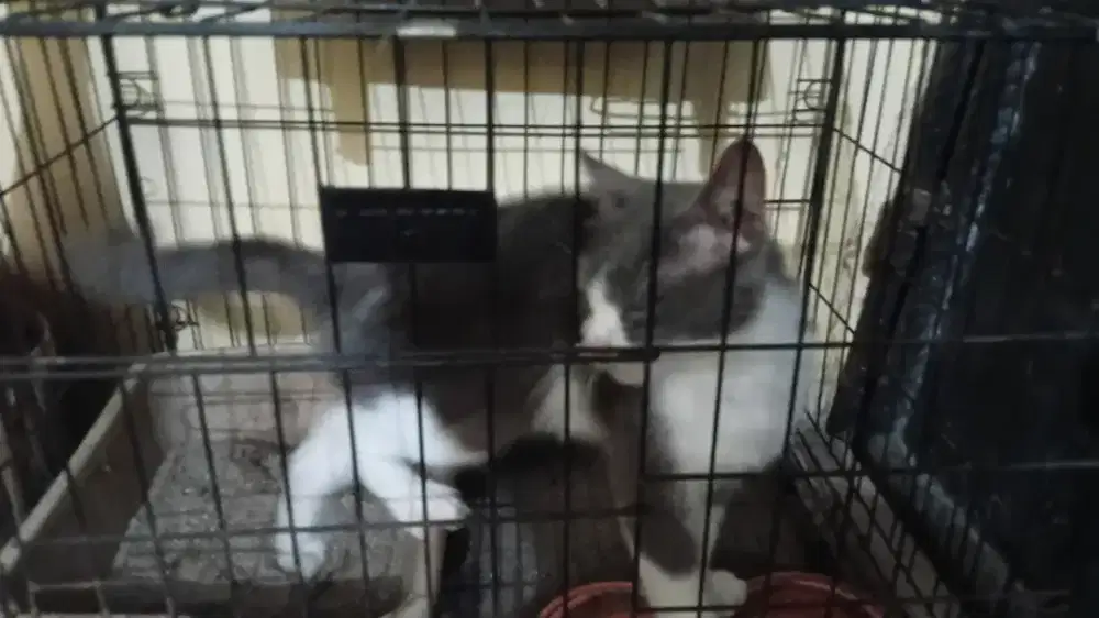 open adopsi komplit