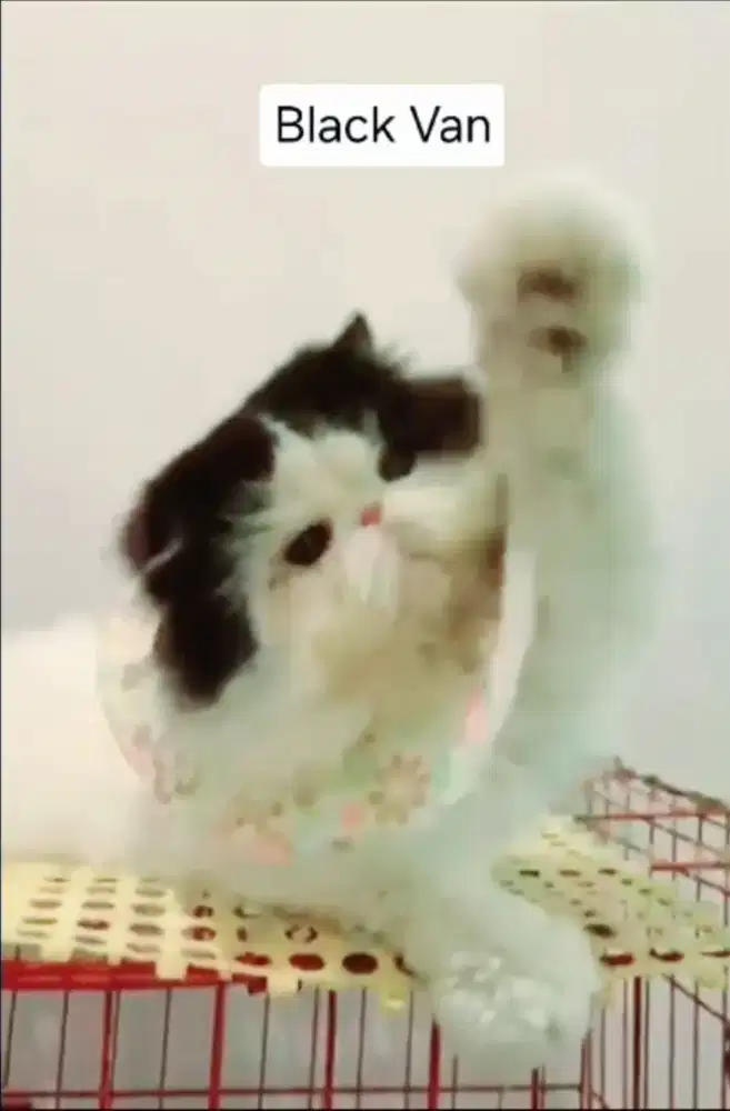 Pacak kucing persia line ped