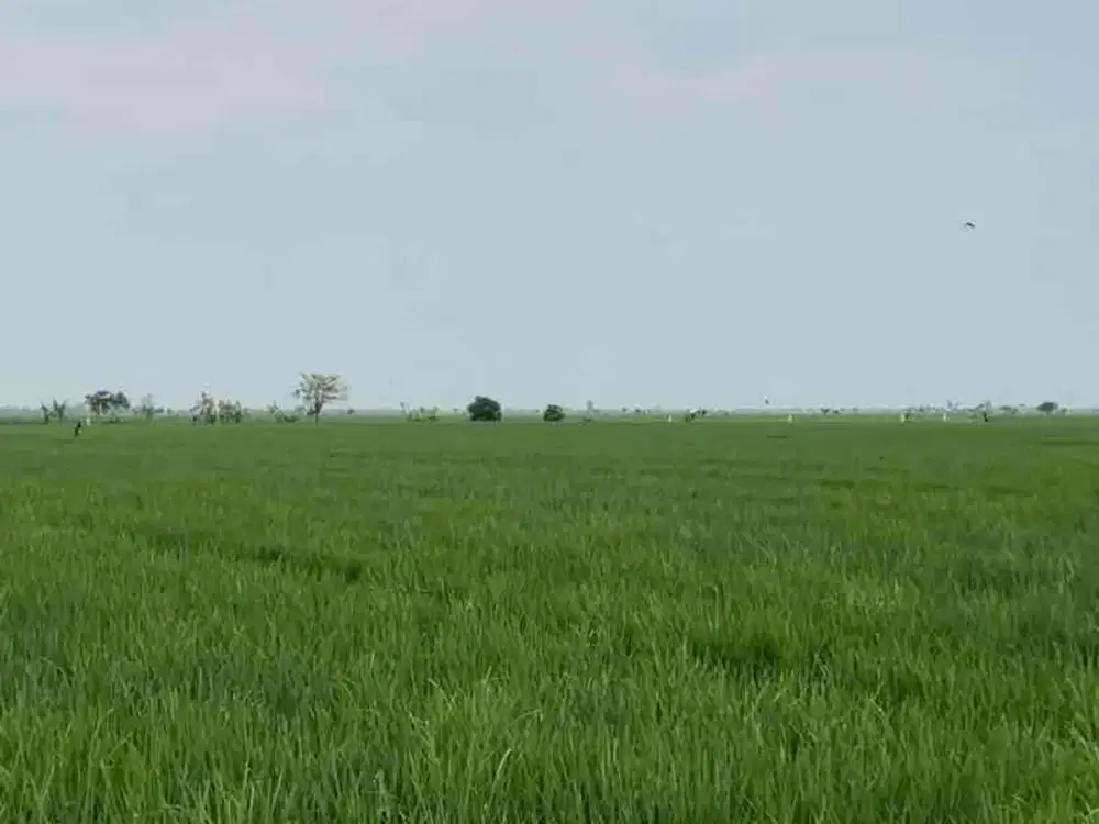 Dijual sawah hasil panen melimpah di karawang