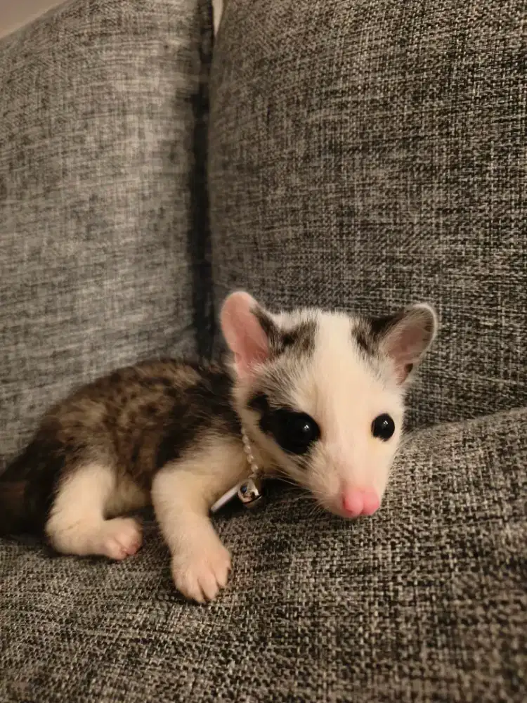 Baby musang super mozaix