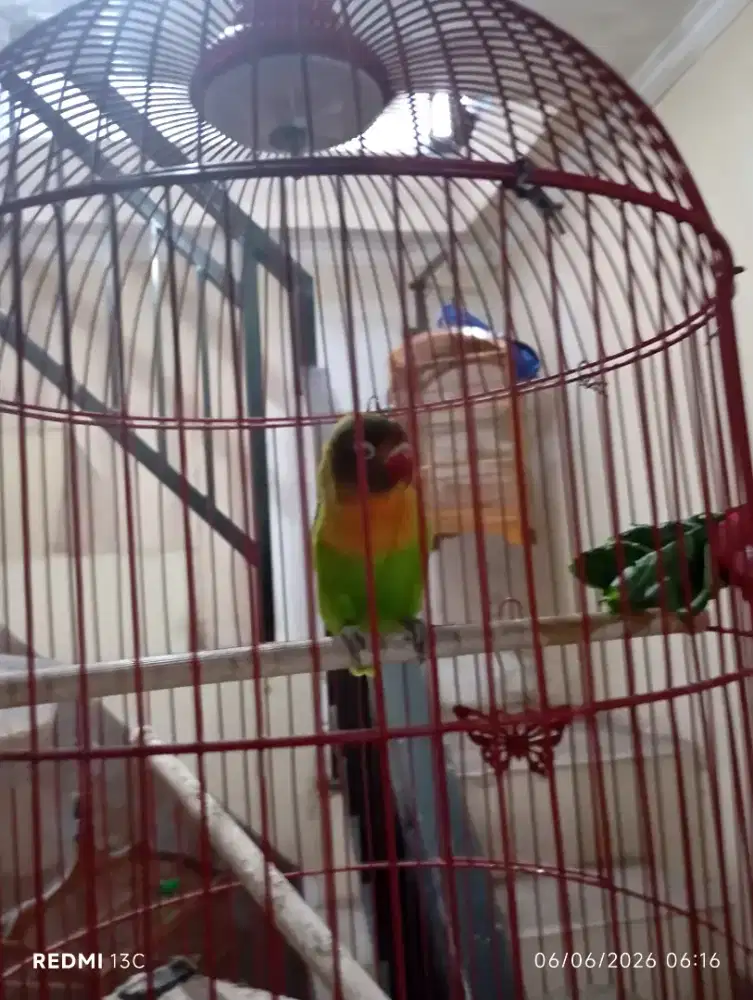 Love Bird Jantan sudah Belajar Gestang