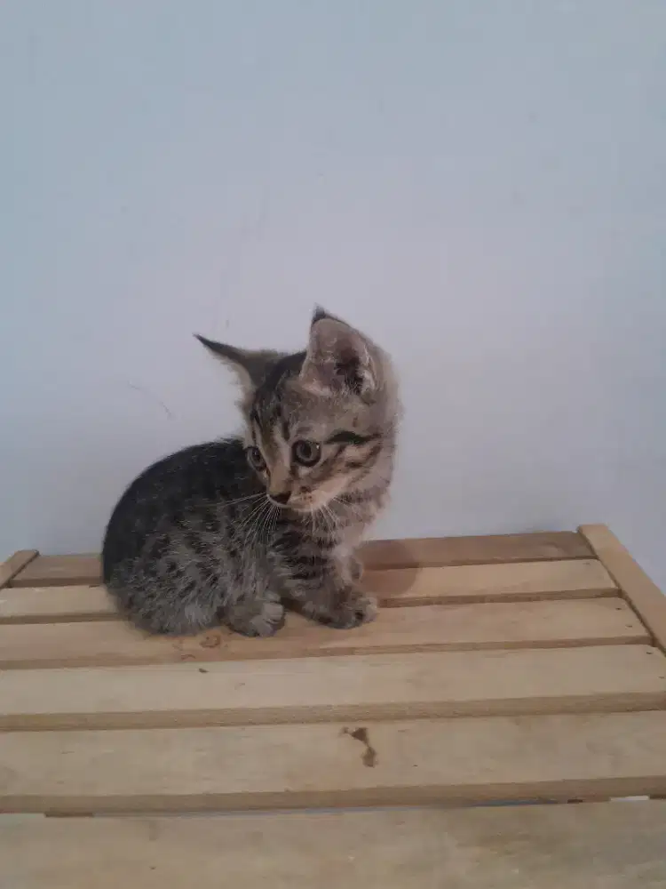 KUCING MUNCHKIN CEBOL 2 BULAN