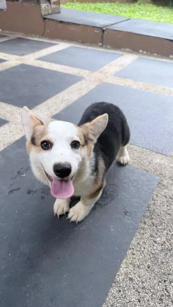 Open Adopt Anabul Corgi anjing
