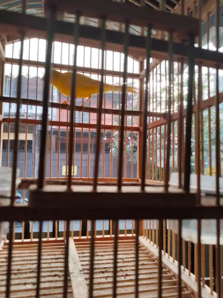 Jual kenari jantan stabilo