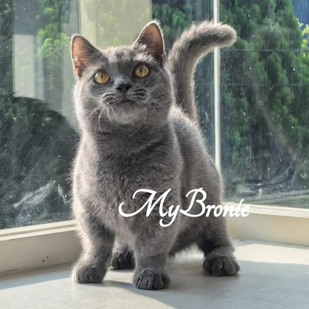 Kucing munchkin british shorthair jantan