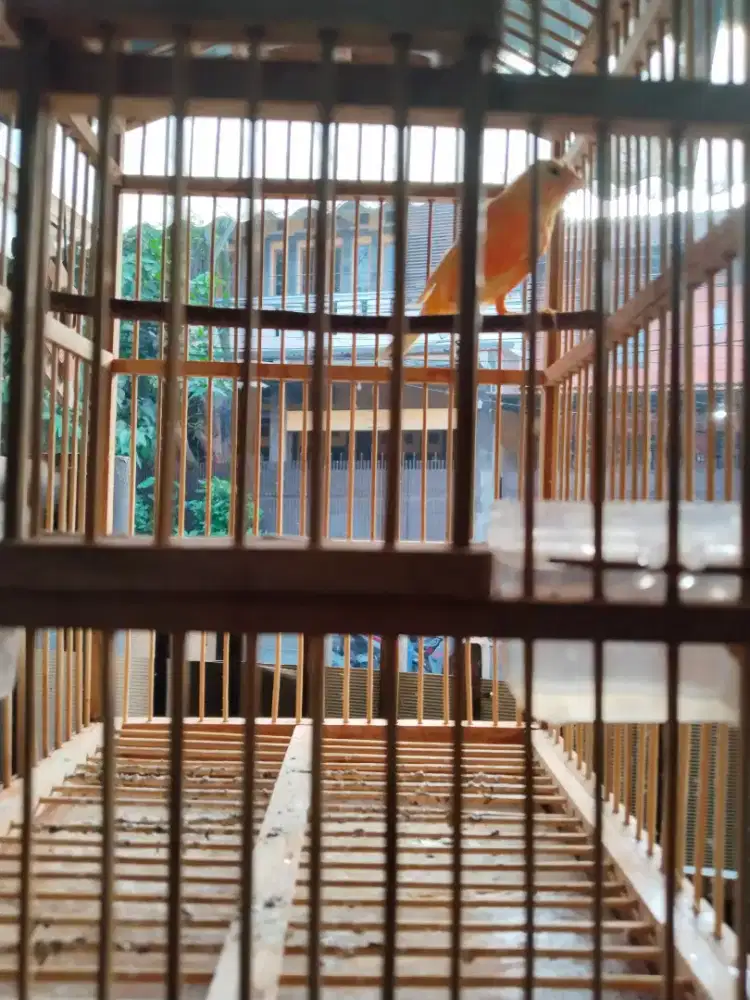 Jual kenari jantan merlok