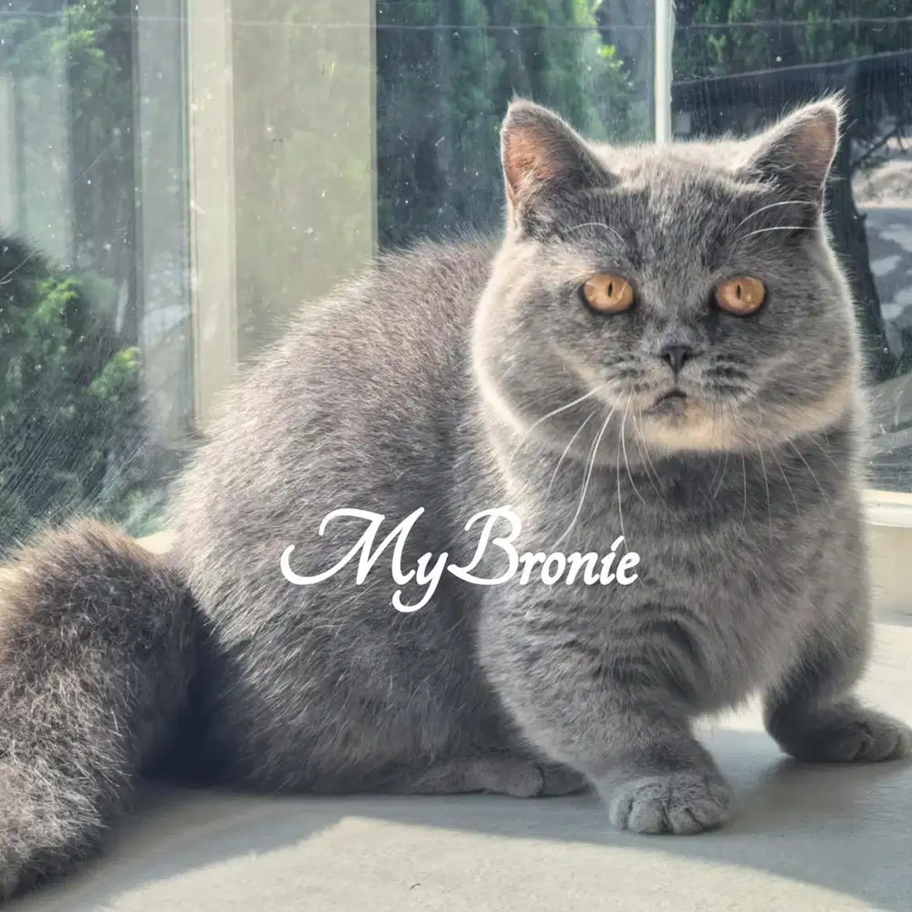 Kucing munchkin british shorthair betina 5 bulan