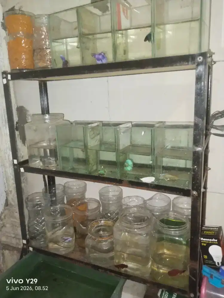 Ikan cupang Satu set dan rak cupang