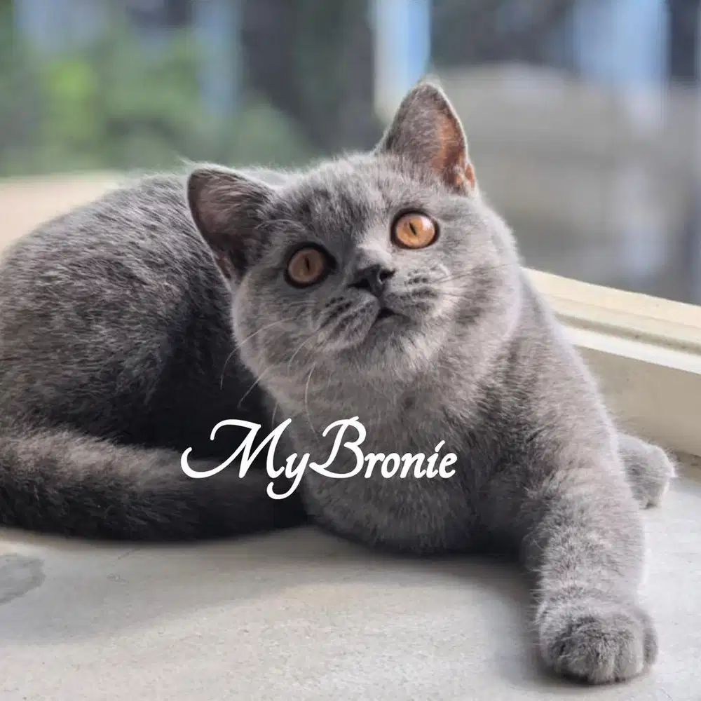 Kucing british shorthair pedigree betina