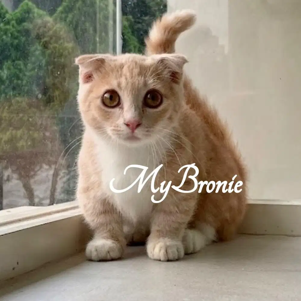 Kucing munchkin gaelic scottish fold